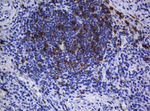 CD1C Antibody in Immunohistochemistry (Paraffin) (IHC (P))