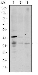 CD1a Antibody in Western Blot (WB)