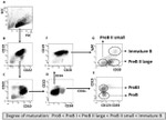 CD20 Antibody in Flow Cytometry (Flow)