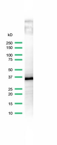 CD20 Antibody in Western Blot (WB)