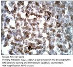 CD21 Antibody in Immunohistochemistry (IHC)