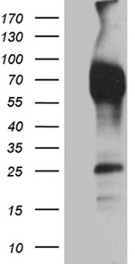 CD244 Antibody in Western Blot (WB)