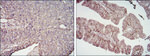 B7-H3 Antibody in Immunohistochemistry (Paraffin) (IHC (P))