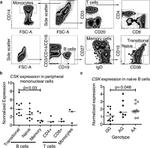 CD27 Antibody in Flow Cytometry (Flow)