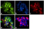 CD28 Antibody in Immunocytochemistry (ICC/IF)