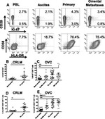 CD28 Antibody in Flow Cytometry (Flow)