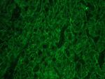 ITGB1 Antibody in Immunohistochemistry (Frozen) (IHC (F))