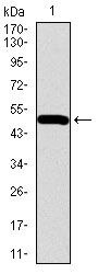 BMPR1A Antibody in Western Blot (WB)