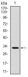 CD30 Antibody in Western Blot (WB)