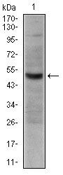 CD30 Antibody in Western Blot (WB)