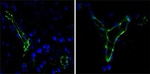 CD31 Antibody in Immunocytochemistry (ICC/IF)