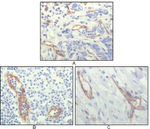 CD31 Antibody in Immunohistochemistry (Paraffin) (IHC (P))