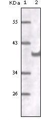 CD31 Antibody in Western Blot (WB)