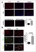 CD31 Antibody in Immunohistochemistry (IHC)