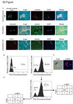 CD31 (PECAM-1) Antibody in Immunohistochemistry (IHC)