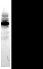 E-cadherin Antibody in Western Blot (WB)