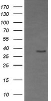 CD33 Antibody in Western Blot (WB)