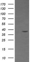 CD33 Antibody in Western Blot (WB)