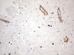 CD34 Antibody in Immunohistochemistry (Paraffin) (IHC (P))