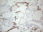 CD34 Antibody in Immunohistochemistry (Paraffin) (IHC (P))