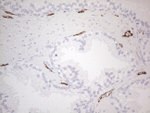 CD34 Antibody in Immunohistochemistry (Paraffin) (IHC (P))