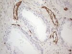 CD34 Antibody in Immunohistochemistry (Paraffin) (IHC (P))