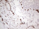 CD34 Antibody in Immunohistochemistry (Paraffin) (IHC (P))