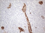 CD34 Antibody in Immunohistochemistry (Paraffin) (IHC (P))