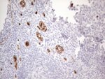 CD34 Antibody in Immunohistochemistry (Paraffin) (IHC (P))