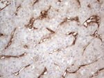 CD34 Antibody in Immunohistochemistry (Paraffin) (IHC (P))