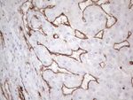 CD34 Antibody in Immunohistochemistry (Paraffin) (IHC (P))