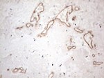 CD34 Antibody in Immunohistochemistry (Paraffin) (IHC (P))