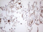 CD34 Antibody in Immunohistochemistry (Paraffin) (IHC (P))