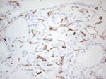 CD34 Antibody in Immunohistochemistry (Paraffin) (IHC (P))