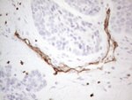 CD34 Antibody in Immunohistochemistry (Paraffin) (IHC (P))