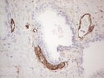 CD34 Antibody in Immunohistochemistry (Paraffin) (IHC (P))