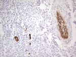 CD34 Antibody in Immunohistochemistry (Paraffin) (IHC (P))