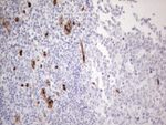 CD34 Antibody in Immunohistochemistry (Paraffin) (IHC (P))