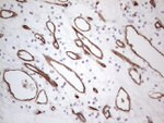 CD34 Antibody in Immunohistochemistry (Paraffin) (IHC (P))