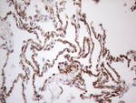 CD34 Antibody in Immunohistochemistry (Paraffin) (IHC (P))