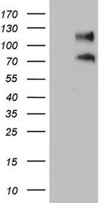 CD34 Antibody in Western Blot (WB)