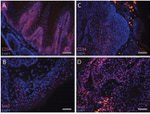 CD34 Antibody in Immunohistochemistry (Frozen) (IHC (F))