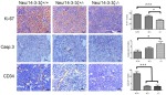 CD34 Antibody in Immunohistochemistry (IHC)