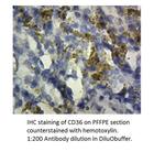 CD36 Antibody in Immunohistochemistry (Paraffin) (IHC (P))