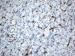 CD36 Antibody in Immunohistochemistry (Paraffin) (IHC (P))