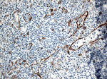 CD36 Antibody in Immunohistochemistry (Paraffin) (IHC (P))