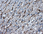 CD36 Antibody in Immunohistochemistry (Paraffin) (IHC (P))