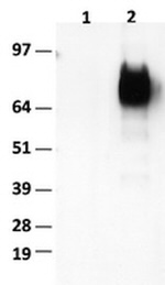 CD36 Antibody in Western Blot (WB)