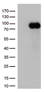 CD36 Antibody in Western Blot (WB)