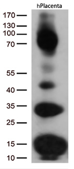 CD36 Antibody in Western Blot (WB)